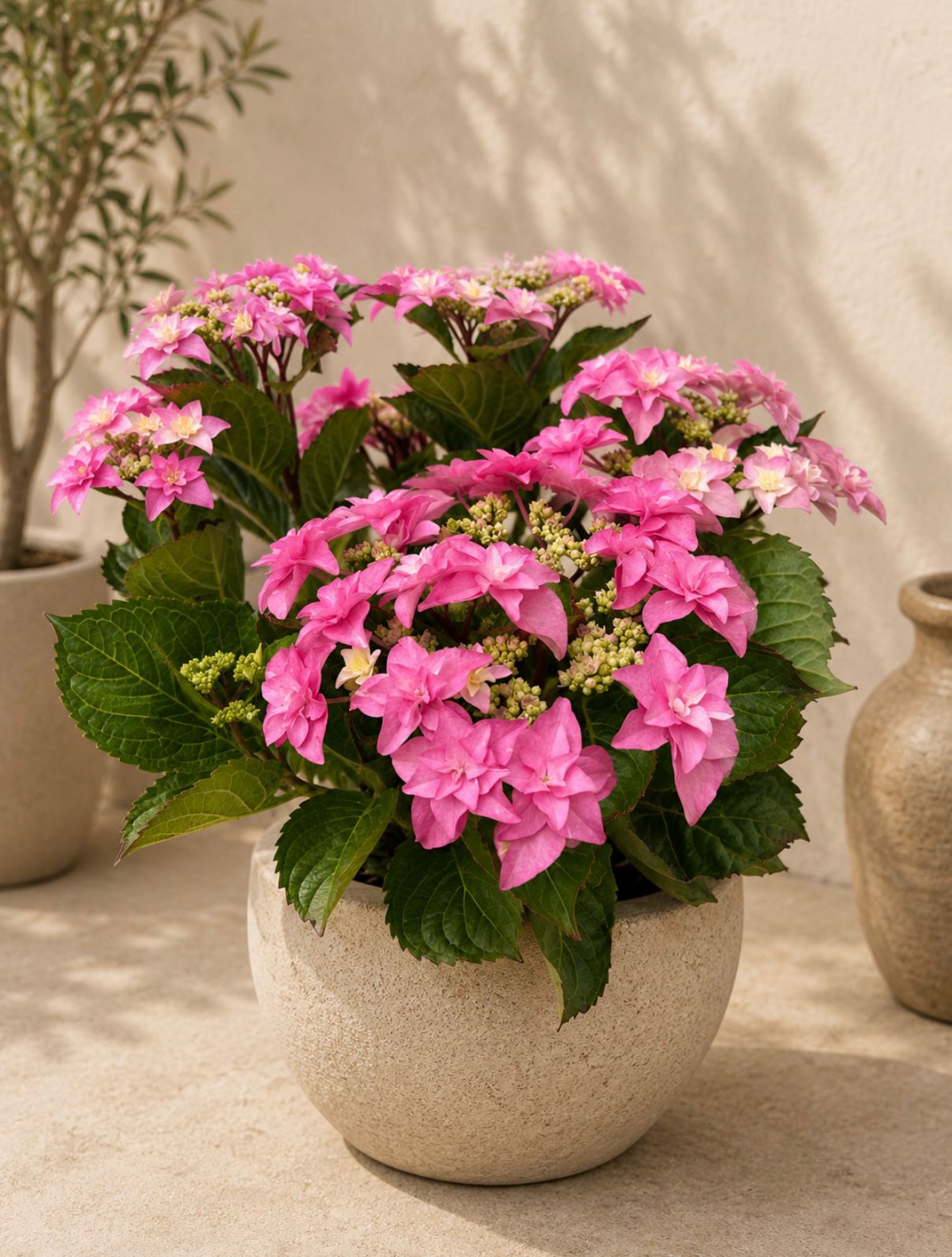 Flowering potted plant
